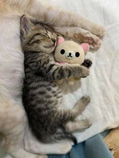 a cat is playing with a stuffed animal