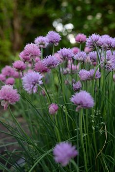 purple flowers are blooming in the garden