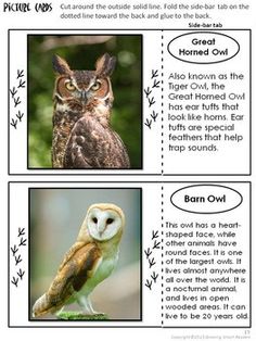 an owl and another bird are shown in this worksheet