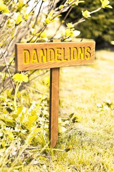 a wooden sign that says dandelions in front of some grass and trees with yellow flowers