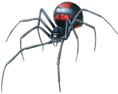 a black widow spider with red eyes and long legs