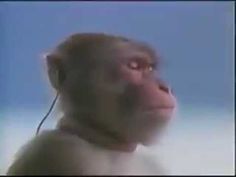 a monkey with headphones on its ears looking up at something in the sky behind him