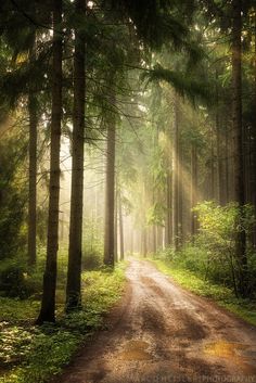 a dirt road in the middle of a forest with sunbeams shining through the trees