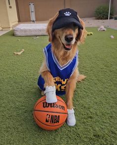 a dog is sitting on the grass with a basketball in it's mouth and wearing a hat