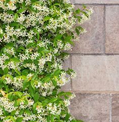 white flowers growing on the side of a brick wall