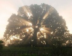 the sun shines through the branches of a large tree in front of a fence