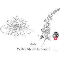 a black and white photo with the words july, water lily or larkspur