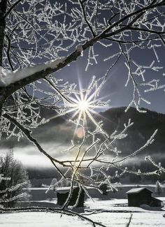 the sun shines brightly through frosted branches in front of a snowy mountain range