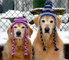 two golden retrievers wearing knitted hats in the snow