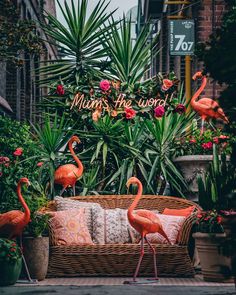 some flamingos are standing around in front of plants