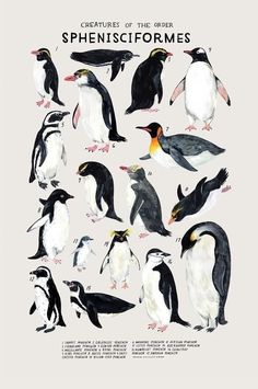 the penguins are all different sizes and colors