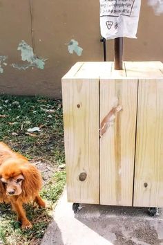 a brown dog standing next to a wooden box