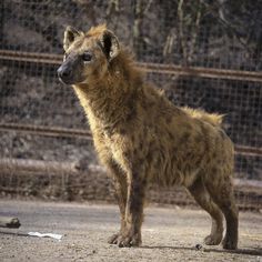 a brown hyena standing in front of a fence