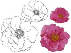 three pink and white flowers on a white background