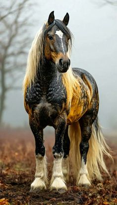 a brown and black horse standing on top of a field