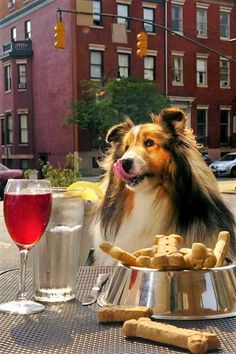 a dog sitting in front of a bowl of food and a glass of red wine