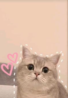 a gray cat sitting on top of a bed next to a pink and white wall