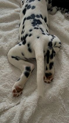 a dalmatian dog laying on top of a bed