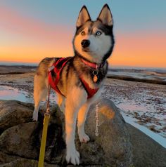 a husky dog standing on top of a rock next to the ocean at sunset or dawn