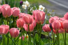 pink tulips are blooming in the garden