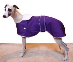 a dog wearing a purple coat standing on top of a carpeted floor in front of a white wall