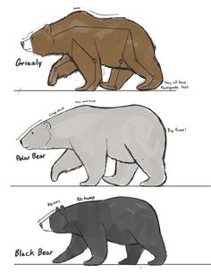 three different types of bears are shown in this diagram