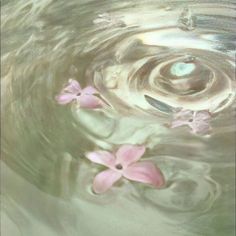 pink flowers floating in water with ripples on the surface and light reflecting off them