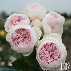 pink and white flowers are in a vase