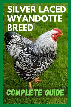 the complete guide to silver laced wyandote breed is shown in this image