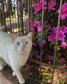 a white cat with blue eyes standing in front of pink flowers on the side of a fence