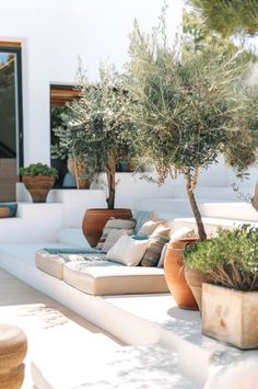 an outdoor seating area with potted olive trees