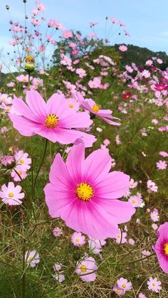 pink flowers are blooming in a field