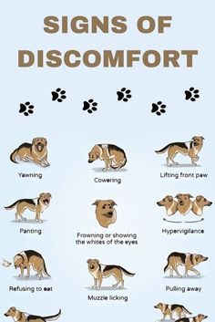 a dog's signs of dissemptment and how to use them in the house