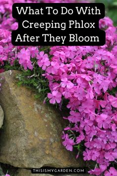 purple flowers growing out of a rock with text overlay saying, what to do with creeping phlox after they bloom