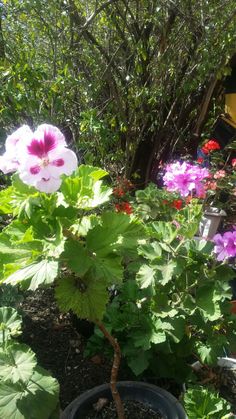 some pink and purple flowers in a garden