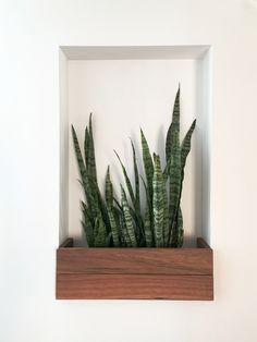 a wooden shelf with some plants in it on top of a white wall and another plant behind it