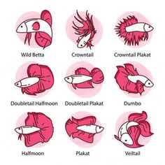 the different types of fish and their names