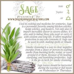 sage is an essential herb used in cooking and medicine for centritional purposes