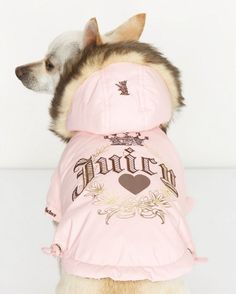 a small dog wearing a pink jacket