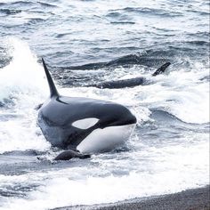 an orca is swimming in the ocean