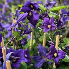 purple flowers are blooming in the garden