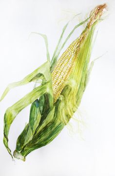 a drawing of corn on the cob is shown in color pencil and watercolor