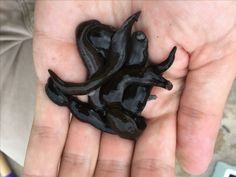 a person holding some kind of black substance in their hand