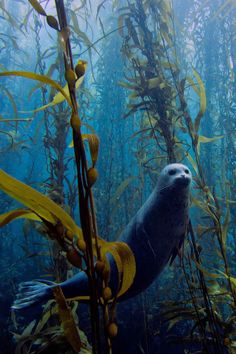 an underwater scene with seaweed and seal in the foreground