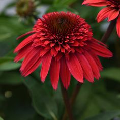 two red flowers with green leaves in the background