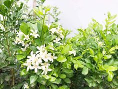 some white flowers and green leaves on a bush