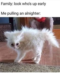 a small white cat walking across a wooden floor