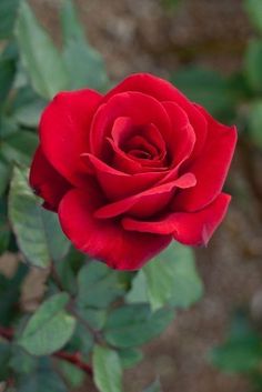 a red rose with green leaves in the foreground