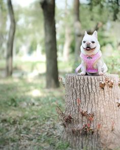 Dog wearing a pink harness, standing on a large rock. Activities For Dogs, Swimming Nature, Beach Trips, Dog Collars & Leashes, Pink Dog