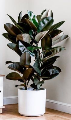 a large potted plant sitting on top of a wooden floor